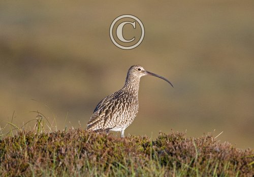 Common Curlew DM1063
